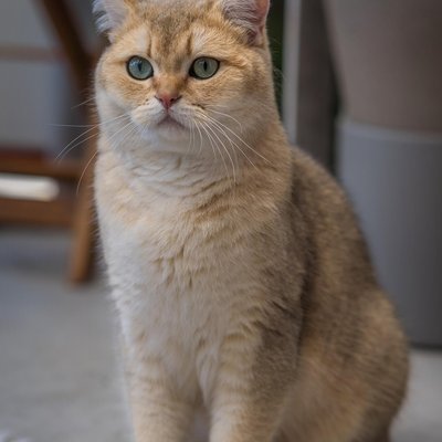 Butterscotch — real photo