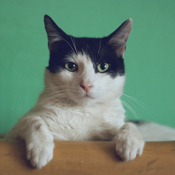 Pip — real photo